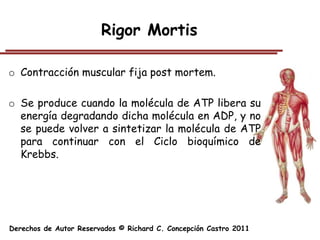 Rigor Mortis

o Contracción muscular fija post mortem.

o Se produce cuando la molécula de ATP libera su
  energía degradando dicha molécula en ADP, y no
  se puede volver a sintetizar la molécula de ATP
  para continuar con el Ciclo bioquímico de
  Krebbs.




Derechos de Autor Reservados © Richard C. Concepción Castro 2011
 