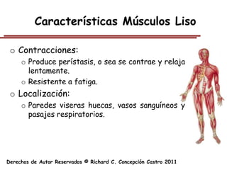 Características Músculos Liso

 o Contracciones:
     o Produce perístasis, o sea se contrae y relaja
       lentamente.
     o Resistente a fatiga.
 o Localización:
     o Paredes viseras huecas, vasos sanguíneos y
       pasajes respiratorios.




Derechos de Autor Reservados © Richard C. Concepción Castro 2011
 