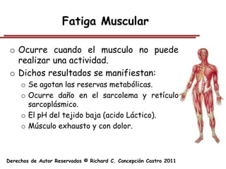 Fatiga Muscular

 o Ocurre cuando el musculo no puede
   realizar una actividad.
 o Dichos resultados se manifiestan:
     o Se agotan las reservas metabólicas.
     o Ocurre daño en el sarcolema y retículo
       sarcoplásmico.
     o El pH del tejido baja (acido Láctico).
     o Músculo exhausto y con dolor.



Derechos de Autor Reservados © Richard C. Concepción Castro 2011
 