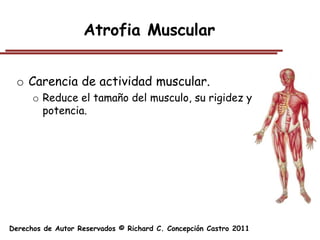 Atrofia Muscular


 o Carencia de actividad muscular.
      o Reduce el tamaño del musculo, su rigidez y
        potencia.




Derechos de Autor Reservados © Richard C. Concepción Castro 2011
 