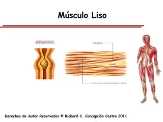 Músculo Liso




Derechos de Autor Reservados © Richard C. Concepción Castro 2011
 