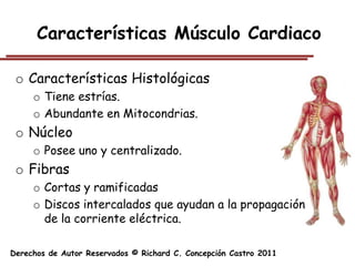 Características Músculo Cardiaco

 o Características Histológicas
     o Tiene estrías.
     o Abundante en Mitocondrias.
 o Núcleo
     o Posee uno y centralizado.
 o Fibras
     o Cortas y ramificadas
     o Discos intercalados que ayudan a la propagación
       de la corriente eléctrica.

Derechos de Autor Reservados © Richard C. Concepción Castro 2011
 