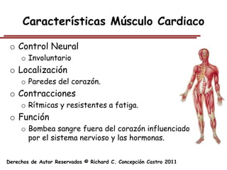Características Músculo Cardiaco

 o Control Neural
     o Involuntario
 o Localización
     o Paredes del corazón.
 o Contracciones
     o Rítmicas y resistentes a fatiga.
 o Función
     o Bombea sangre fuera del corazón influenciado
       por el sistema nervioso y las hormonas.


Derechos de Autor Reservados © Richard C. Concepción Castro 2011
 