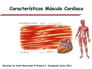 Características Músculo Cardiaco




Derechos de Autor Reservados © Richard C. Concepción Castro 2011
 