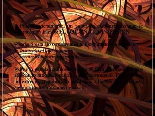 Características de los músculos:Representan el 50% del peso corporal.