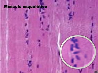  Su inserción en los huesos se realiza mediante tendones y membranas fibrosas llamadas aponeurosis. Posee, generalmente, un punto en cada extremo que se inserta en los huesos: EL ORIGEN Y LA INSERCIÓN