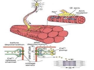 inserción el que se mueve