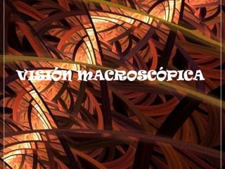 vientre es la parte intermedia 