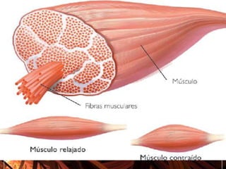  Por lo general, ambos extremos se fijan a huesos distintos abarcando articulaciones a las dan movimiento. En ocasiones un extremo, o ambos, no están fijos a huesos sino a la piel, ejemplo de los músculos de la cara