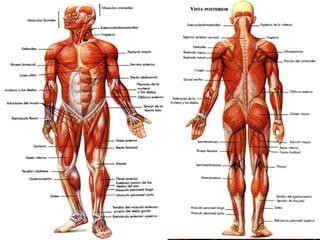VISIÓN MACROSCÓPICA