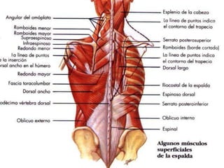 El movimiento  se realiza en parejas de músculos: Músculos agonistasaquellos trabajan en un sentido