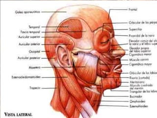 Músculos antagonistas los que actúan en el sentido contrarioEjemplo Los músculos flexores y extensores (que doblan y extienden)Abductores y aductores (que separan y acercan un órgano al plano por el cual se supone dividido el cuerpo en dos mitades).Elevadoresy depresores (que elevan o bajan), esfínteres4.  Dilatadores (que comprimen y dilatan)5.   Pronadores y supinadores (que hacen girar la mano de tal modo que la palma quede vuelta hacia abajo, quedando el cúbito y radio en posición cruzada o en paralelo).
