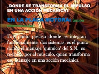 ¿ DONDE SE TRANSFORMA EL IMPULSO EN UNA ACCIÓN MECANICA?EN LA PLACA MOTORA: (unión neuromuscular)Es el punto  preciso  donde  se  integran  funcionalmente  dos sistemas: es el punto donde el mensaje "químico" del S.N.  es recibido por el músculo, quién transforma ese mensaje en una acción mecánica