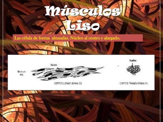 Músculos LisoLas célula de forma  ahusadas. Núcleo al centro y alargado.