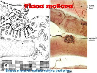 Placa motoraSinapsis mioneural, mediador químico: acetilcolina.