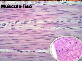 El músculo liso de los vasos sanguíneos se comporta como un músculo esquelético, es decir cada célula es estimulada por una terminal nerviosa.