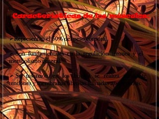 El músculo liso visceral se comporta como el músculo cardiaco, es decir grandes la masa se contrae y dilata rítmicamente.Músculo liso