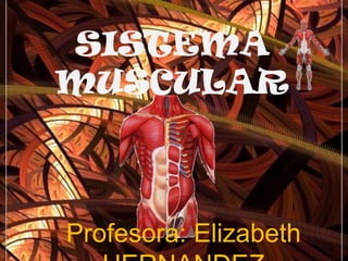 SISTEMA MUSCULAR Profesora: Elizabeth HERNANDEZ NUÑEZ 