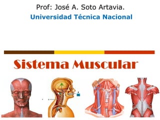 Sistema Muscular
Prof: José A. Soto Artavia.
Universidad Técnica Nacional
 