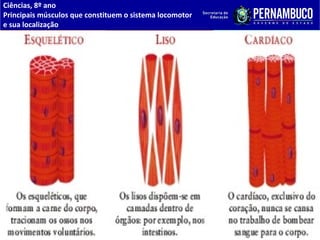 Ciências, 8º ano
Principais músculos que constituem o sistema locomotor
e sua localização
 