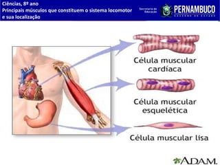 Ciências, 8º ano
Principais músculos que constituem o sistema locomotor
e sua localização
 