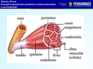 Ciências, 8º ano
Principais músculos que constituem o sistema locomotor
e sua localização
 