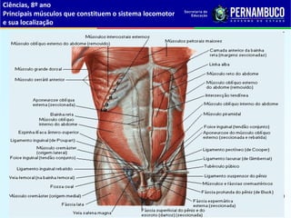 Ciências, 8º ano
Principais músculos que constituem o sistema locomotor
e sua localização
 
