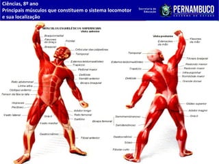 Ciências, 8º ano
Principais músculos que constituem o sistema locomotor
e sua localização
 
