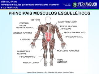 Ciências, 8º ano
Principais músculos que constituem o sistema locomotor
e sua localização
PRINCIPAIS MÚSCULOS ESQUELÉTICOS
A
A
A
A
A
A
A
A
A
A
A
A
A
A
A
A
A
A
A
FIBULAR LONGO
FIBULAR CURTO
QUADRÍCEPS
FEMURAL
TIBIAL
ANTERIOR
MÚSCULOS ADUTORES
BRAQUIORRADIAL
PRONADOR REDONDO
BÍCEPS BRAQUIAL
MAGUITO ROTADOR
ILIOPSOAS
OBLÍQUO EXTERNO
RETO ABDOMINAL
PEITORAL
MAIOR
DELTÓIDE
BRAQUIAL
Imagem: Mikael Häggström – Scy / Músculos vista anterior / Domínio Público.
 