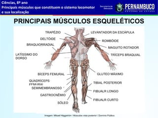 Ciências, 8º ano
Principais músculos que constituem o sistema locomotor
e sua localização
PRINCIPAIS MÚSCULOS ESQUELÉTICOS
A
A
A
A
A
A
A
A
A
A
A
A
A
A
A
A
A
A
QUADRÍCEPS
FEMURAL
LATÍSSIMO DO
DORSO
BÍCEPS FEMURAL GLUTEO MÁXIMO
TIBIAL POSTERIOR
FIBUALR CURTO
SÓLEO
FIBUALR LONGO
BRAQUIORRADIAL
DELTÓIDE
TRAPÉZIO
ROMBÓIDE
MAGUITO ROTADOR
TRÍCEPS BRAQUIAL
LEVANTADOR DA ESCÁPULA
GASTROCNÊMIO
SEMIMEMBRANOSO
Imagem: Mikael Häggström / Músculos vista posterior / Domínio Público.
 