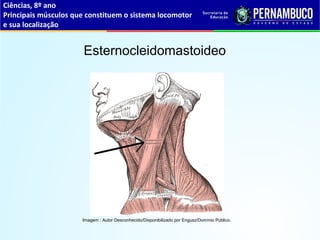 Ciências, 8º ano
Principais músculos que constituem o sistema locomotor
e sua localização
Esternocleidomastoideo
Imagem : Autor Desconhecido/Disponibilizado por Engusz/Domínio Público.
 