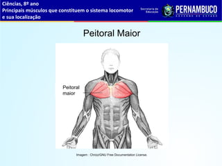 Ciências, 8º ano
Principais músculos que constituem o sistema locomotor
e sua localização
Peitoral Maior
Imagem : Chrizz/GNU Free Documentation License.
Peitoral
maior
 