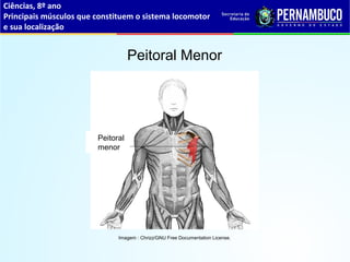 Ciências, 8º ano
Principais músculos que constituem o sistema locomotor
e sua localização
Peitoral Menor
Imagem : Chrizz/GNU Free Documentation License.
Peitoral
menor
 