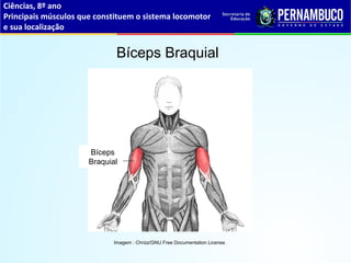 Ciências, 8º ano
Principais músculos que constituem o sistema locomotor
e sua localização
Bíceps Braquial
Imagem : Chrizz/GNU Free Documentation License.
Bíceps
Braquial
 