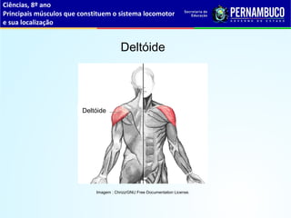 Ciências, 8º ano
Principais músculos que constituem o sistema locomotor
e sua localização
Deltóide
Imagem : Chrizz/GNU Free Documentation License.
Deltóide
 