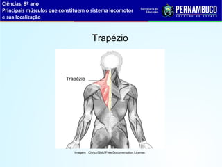 Ciências, 8º ano
Principais músculos que constituem o sistema locomotor
e sua localização
Trapézio
Imagem : Chrizz/GNU Free Documentation License.
Trapézio
 