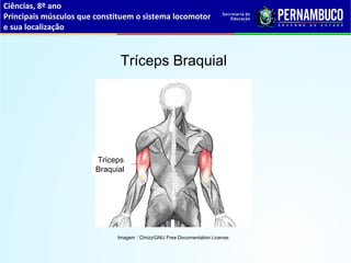 Ciências, 8º ano
Principais músculos que constituem o sistema locomotor
e sua localização
Tríceps Braquial
Tríceps
Braquial
Imagem : Chrizz/GNU Free Documentation License.
 