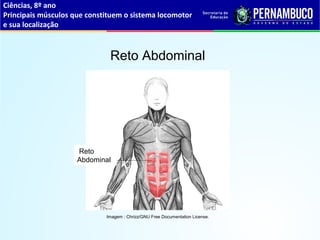 Ciências, 8º ano
Principais músculos que constituem o sistema locomotor
e sua localização
Reto Abdominal
Imagem : Chrizz/GNU Free Documentation License.
Reto
Abdominal
 