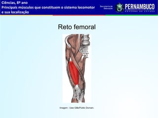 Ciências, 8º ano
Principais músculos que constituem o sistema locomotor
e sua localização
Reto femoral
Imagem : Uwe Gille/Public Domain.
 