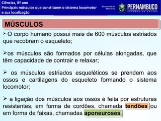 Ciências, 8º ano
Principais músculos que constituem o sistema locomotor
e sua localização
MÚSCULOS
 O corpo humano possui mais de 600 músculos estriados
que recobrem o esqueleto;
os músculos são formados por células alongadas, que
têm capacidade de contrair e relaxar;
 os músculos estriados esqueléticos se prendem aos
ossos e cartilagens do esqueleto formando o sistema
locomotor;
 a ligação dos músculos aos ossos é feita por estruturas
resistentes, em forma de cordões, chamada tendões ou
em forma de faixas, chamadas aponeuroses.
 