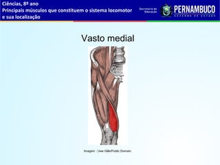 Ciências, 8º ano
Principais músculos que constituem o sistema locomotor
e sua localização
Vasto medial
Imagem : Uwe Gille/Public Domain.
 