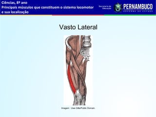 Ciências, 8º ano
Principais músculos que constituem o sistema locomotor
e sua localização
Vasto Lateral
Imagem : Uwe Gille/Public Domain.
 