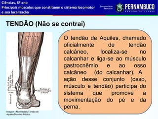 Ciências, 8º ano
Principais músculos que constituem o sistema locomotor
e sua localização
TENDÃO (Não se contrai)
Imagem : Montrealais/Tendão de
Aquiles/Domínio Público.
O tendão de Aquiles, chamado
oficialmente de tendão
calcâneo, localiza-se no
calcanhar e liga-se ao músculo
gastrocnêmio e ao osso
calcâneo (do calcanhar). A
ação desse conjunto (osso,
músculo e tendão) participa do
sistema que promove a
movimentação do pé e da
perna.
 