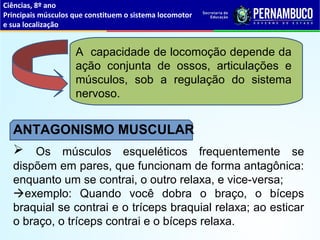 ANTAGONISMO MUSCULAR
 Os músculos esqueléticos frequentemente se
dispõem em pares, que funcionam de forma antagônica:
enquanto um se contrai, o outro relaxa, e vice-versa;
exemplo: Quando você dobra o braço, o bíceps
braquial se contrai e o tríceps braquial relaxa; ao esticar
o braço, o tríceps contrai e o bíceps relaxa.
A capacidade de locomoção depende da
ação conjunta de ossos, articulações e
músculos, sob a regulação do sistema
nervoso.
Ciências, 8º ano
Principais músculos que constituem o sistema locomotor
e sua localização
 