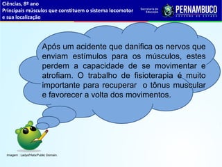 Ciências, 8º ano
Principais músculos que constituem o sistema locomotor
e sua localização
Após um acidente que danifica os nervos que
enviam estímulos para os músculos, estes
perdem a capacidade de se movimentar e
atrofiam. O trabalho de fisioterapia é muito
importante para recuperar o tônus muscular
e favorecer a volta dos movimentos.
Imagem : LadyofHats/Public Domain.
 
