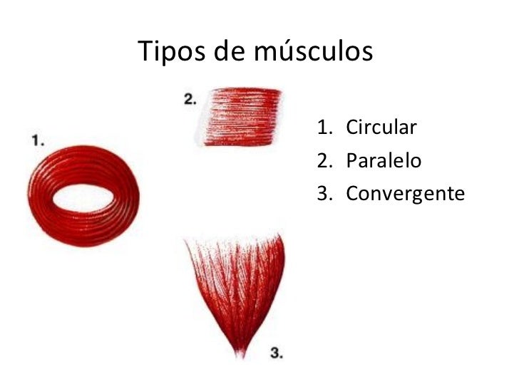 SISTEMA MUSCULAR IBC