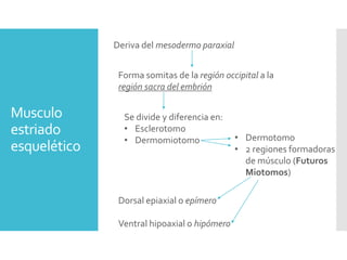 Musculo
estriado
esquelético
Deriva del mesodermo paraxial
Forma somitas de la región occipital a la
región sacra del embrión
Se divide y diferencia en:
• Esclerotomo
• Dermomiotomo • Dermotomo
• 2 regiones formadoras
de músculo (Futuros
Miotomos)
Dorsal epiaxial o epímero
Ventral hipoaxial o hipómero
 