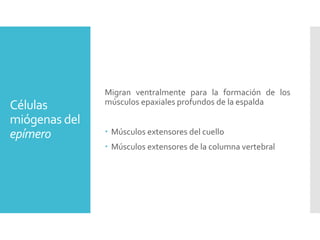 Células
miógenas del
epímero
Migran ventralmente para la formación de los
músculos epaxiales profundos de la espalda
 Músculos extensores del cuello
 Músculos extensores de la columna vertebral
 