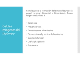 Células
miógenas del
hipómero
Contribuyen a la formación de la musculatura de la
pared corporal (hipoaxial o hipomérica). Darán
origen en el adulto a:
 Escalenos
 Prevertebrales
 Genohioideo e Infrahioideo
 Flexores lateral y ventral de la columna
 Cuadrado lumbar
 Diafragma pélvico
 Entre otros
 
