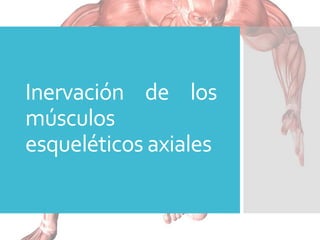 Inervación de los
músculos
esqueléticos axiales
 